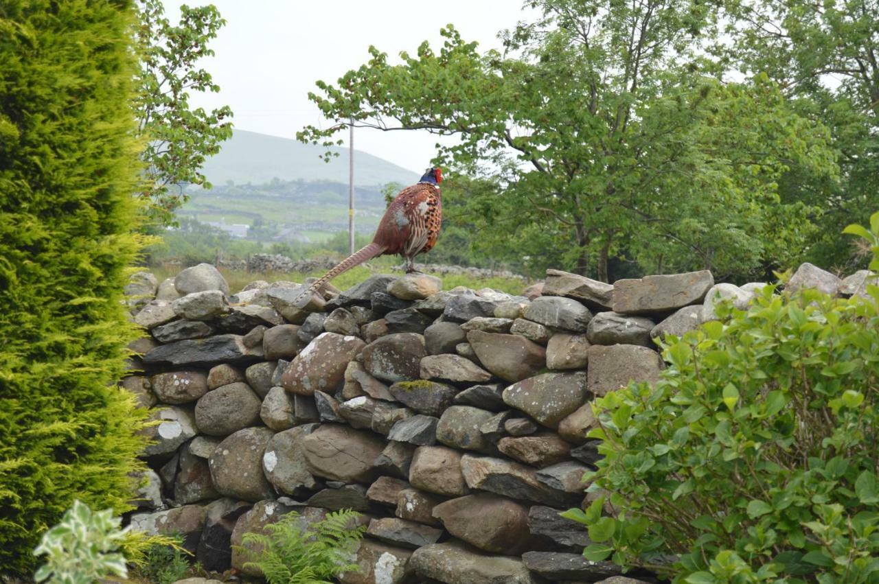 Beudy Bach And Beudy Mawr Mountainstudios Bangor  Exteriör bild